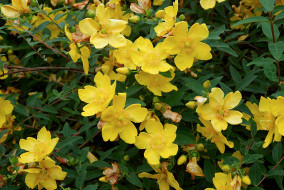 Hypericum_Hidcote_A