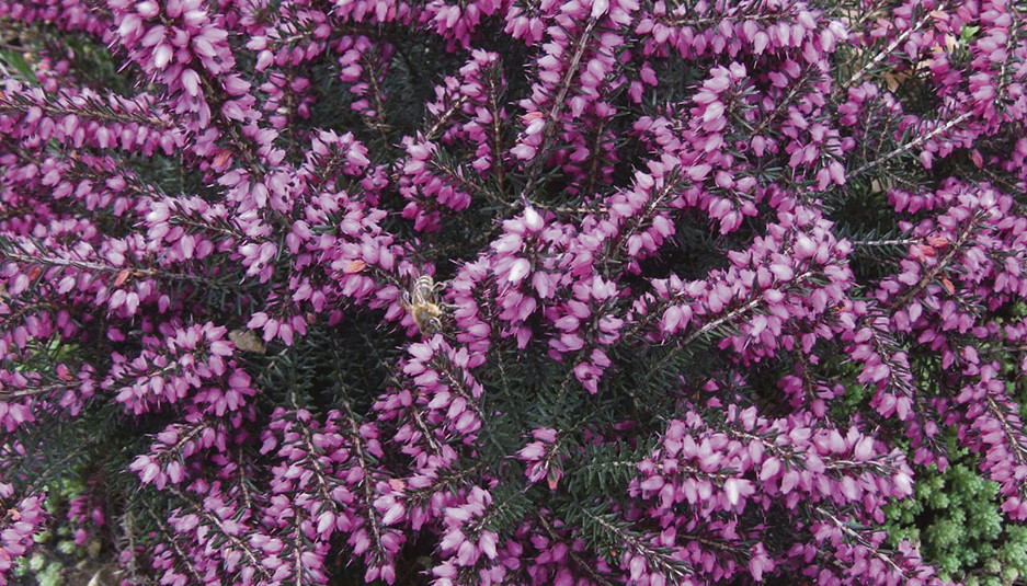 Erica_darleyensis_a1