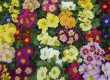 primroses